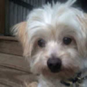 Meet your Posher, Jenny